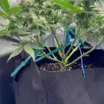 Jelly Donutz Auto