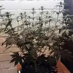 fresh start with Delecious Seeds