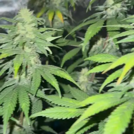 fresh start with Delecious Seeds