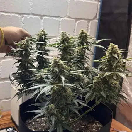 Jelly Donutz Auto