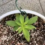2nd Apple Fritter Fem