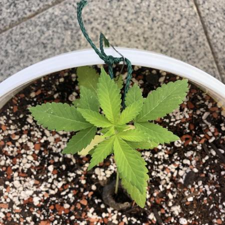 2nd Apple Fritter Fem
