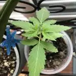 2nd Apple Fritter Fem
