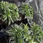 RS11 x Banana OG and Cookie Casket