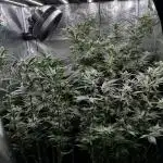RS11 x Banana OG and Cookie Casket