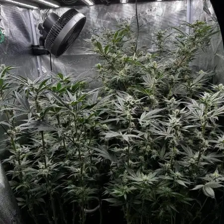 RS11 x Banana OG and Cookie Casket