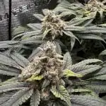 RS11 x Banana OG and Cookie Casket