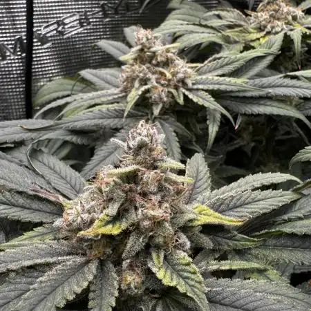 RS11 x Banana OG and Cookie Casket