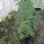 Green house