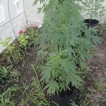 Green house