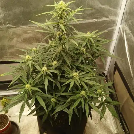 Autos