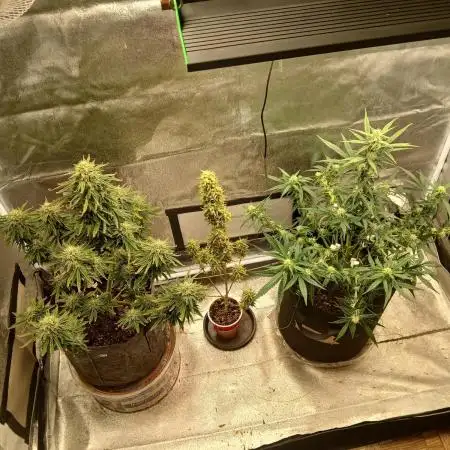 Autos