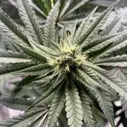 Terpyz - Cheesus Christ S1