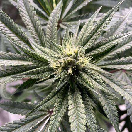 Terpyz - Cheesus Christ S1