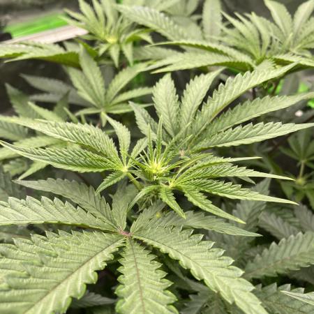 Terpyz - Cheesus Christ S1