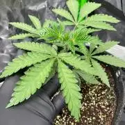 Terpyz - Cheesus Christ S1