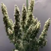 Terpyz - Dooligah 0G F3