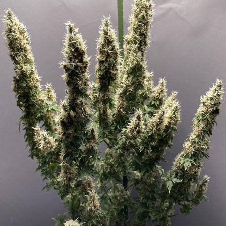 Terpyz - Dooligah 0G F3