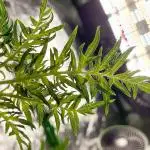 Terpyz - Mentha De Croco