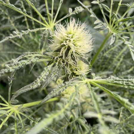 Terpyz - Mentha De Croco