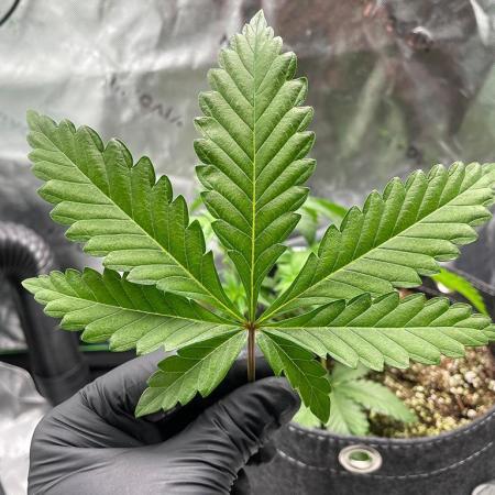 Terpyz - Neon Wasabii