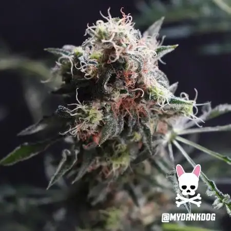 Terpyz - Mentha De Croco