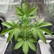 Terpyz - Neon Wasabii