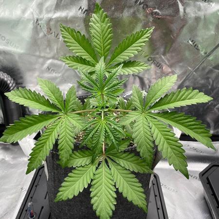 Terpyz - Neon Wasabii