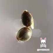 Sweet Seeds Bloody Skunk