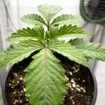 Terpyz - Cheesus Christ S1