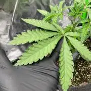 Terpyz - Cheesus Christ S1