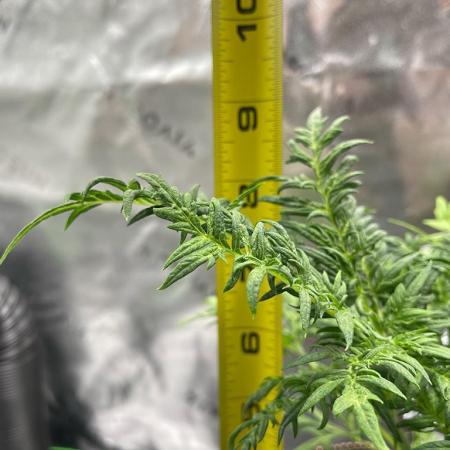 Terpyz - Mentha De Croco