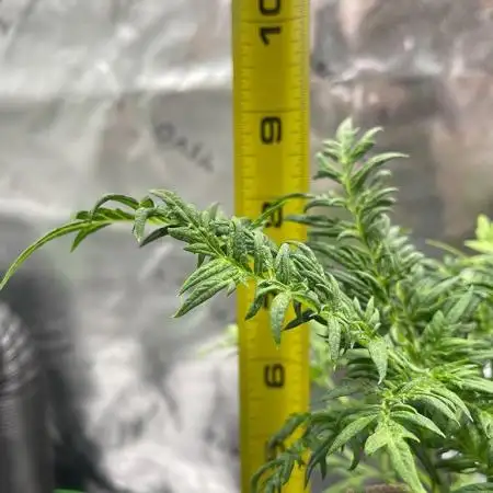 Terpyz - Mentha De Croco