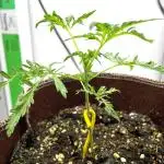 Terpyz - Mentha De Croco