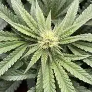 Terpyz - Cheesus Christ S1