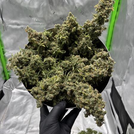 Terpyz - Mentha De Croco