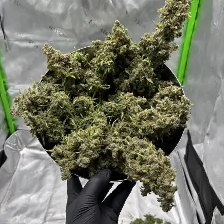 Terpyz - Mentha De Croco