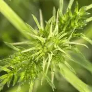 Terpyz - Mentha De Croco