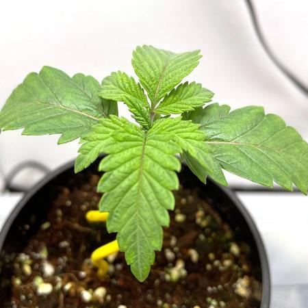 Terpyz - Neon Wasabii