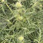 Terpyz - Mentha De Croco