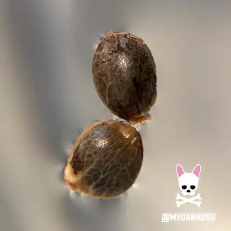 Sweet Seeds Bloody Skunk