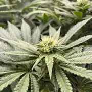 Terpyz - Cheesus Christ S1