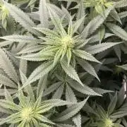 Terpyz - Neon Wasabii