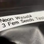 Terpyz - Neon Wasabi