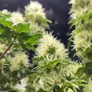 Terpyz - Dooligah 0G F3