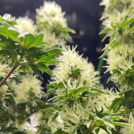 Terpyz - Dooligah 0G F3