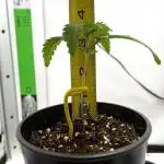 Terpyz - Neon Wasabii