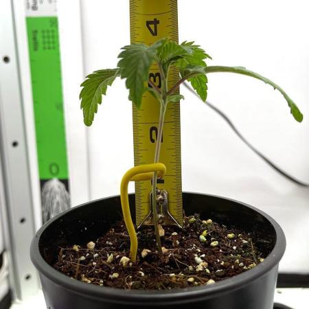 Terpyz - Neon Wasabii