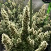 Terpyz - Dooligah 0G F3