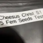 Terpyz - Cheesus Christ S1